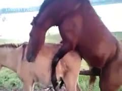 This zoo sex session between two horses is captured by a traveling photographer.